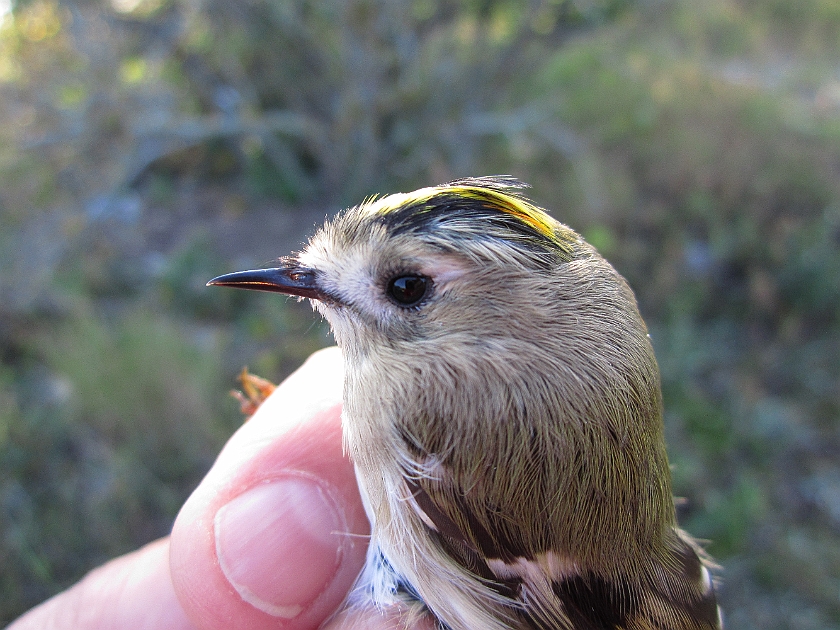 Goldcrest, Sundre 20120829